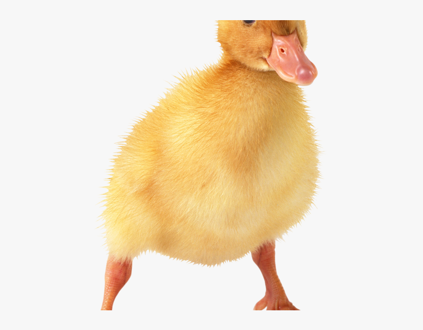 Baby Duck Tattoo Photo - Baby Ducks With Transparent Background, HD Png Download