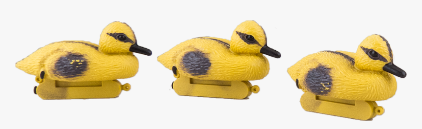 Baby Ducks - 3 Pcs - - Mallard, HD Png Download