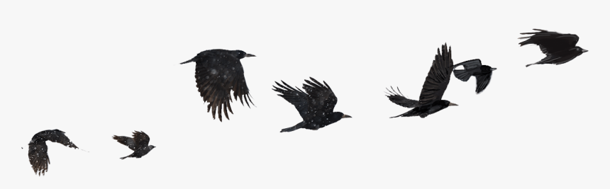 American Crow, HD Png Download