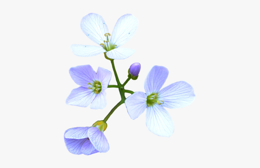 Flower, HD Png Download
