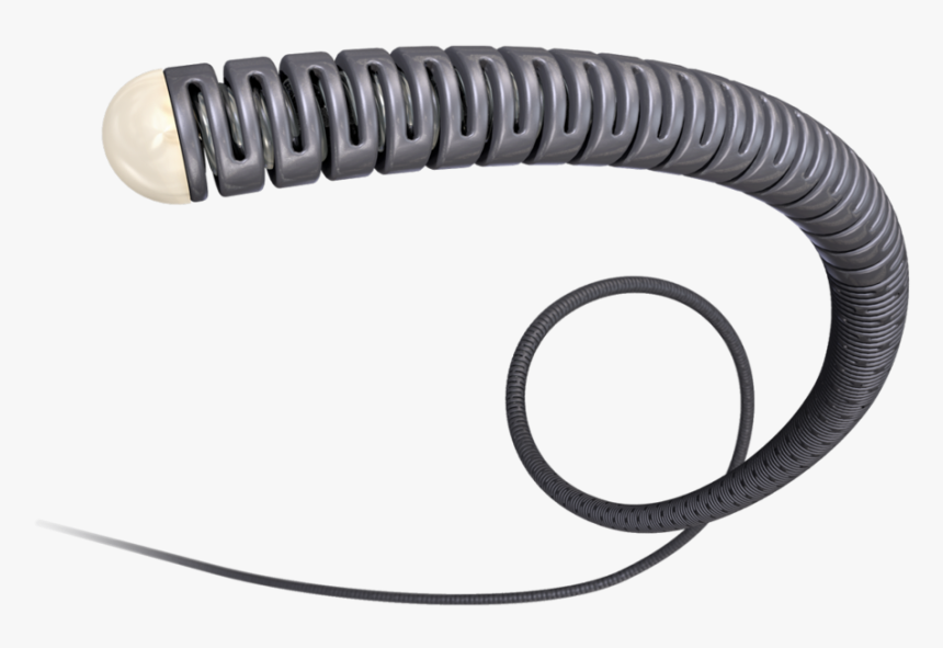 Insect, HD Png Download