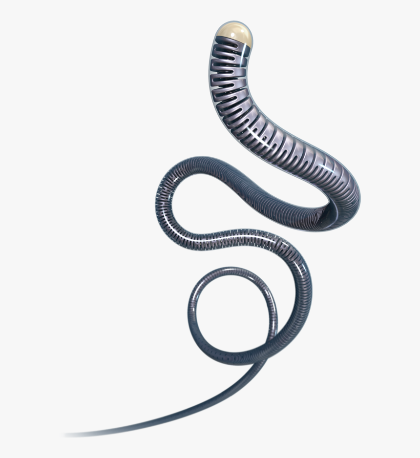 Ar18 Coated - Western Slender Blind Snake, HD Png Download