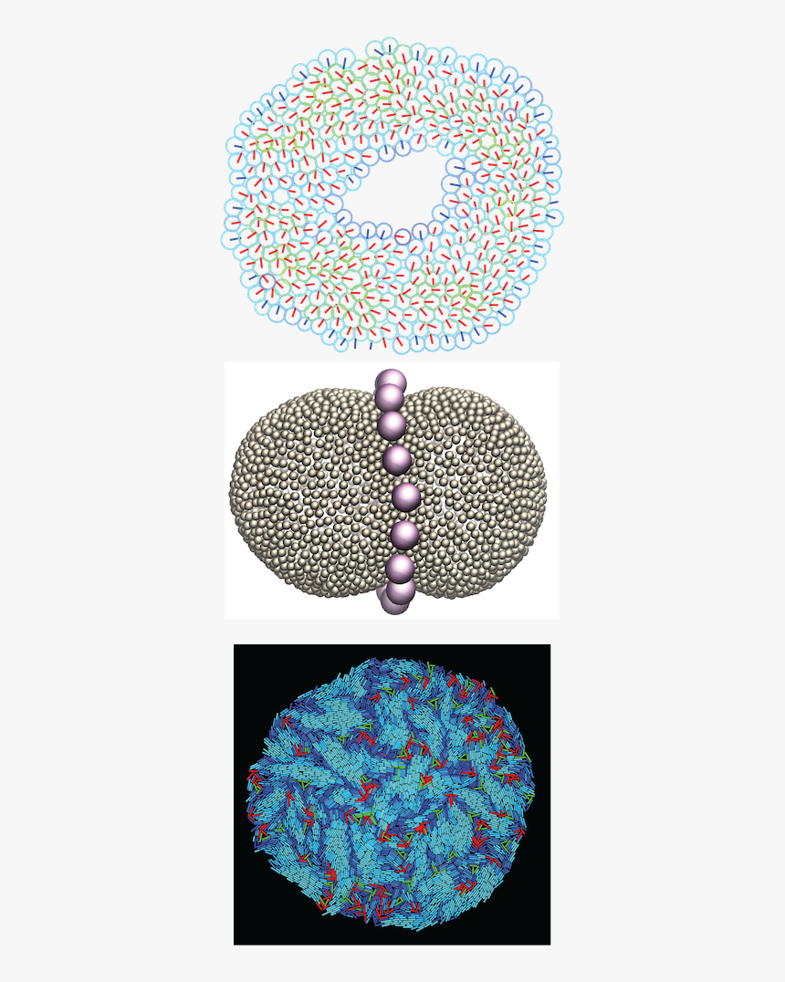 Timon Png , Png Download - Circle, Transparent Png