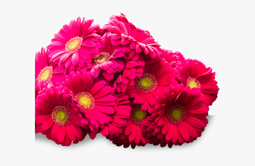 Cluster Of Beautiful Pink Flowers - Barberton Daisy, HD Png Download