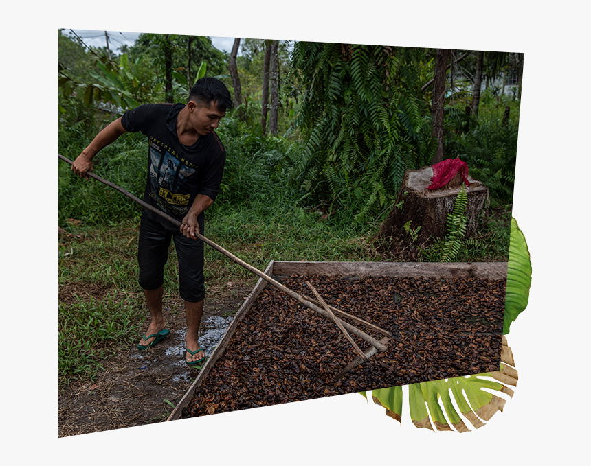 Grass, HD Png Download