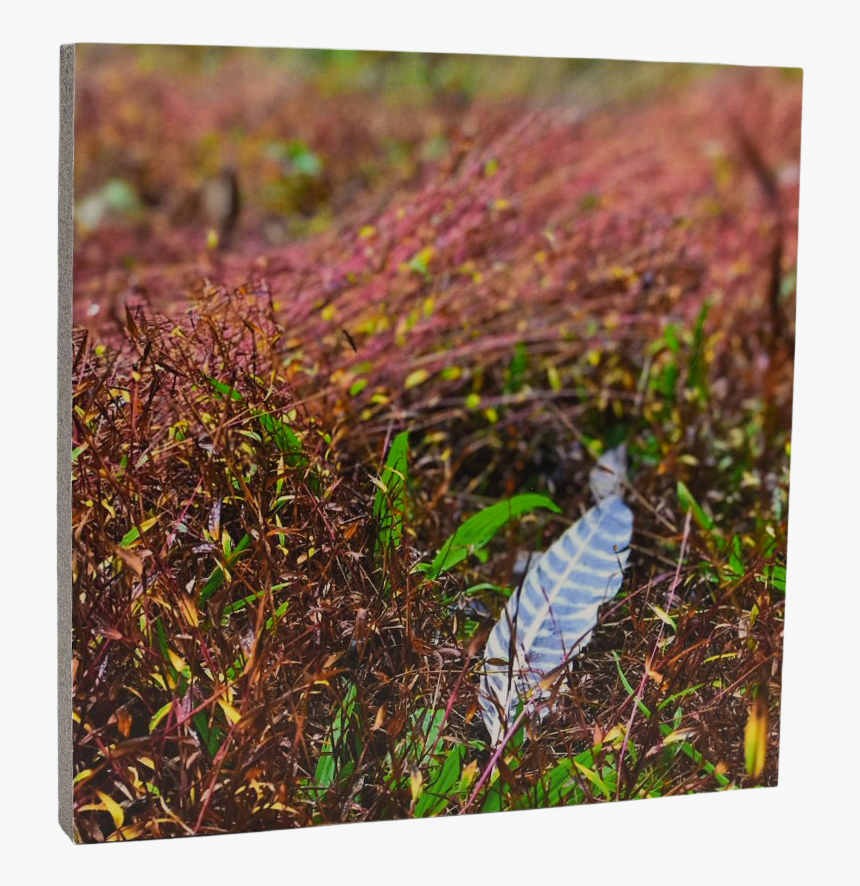 Grass, HD Png Download