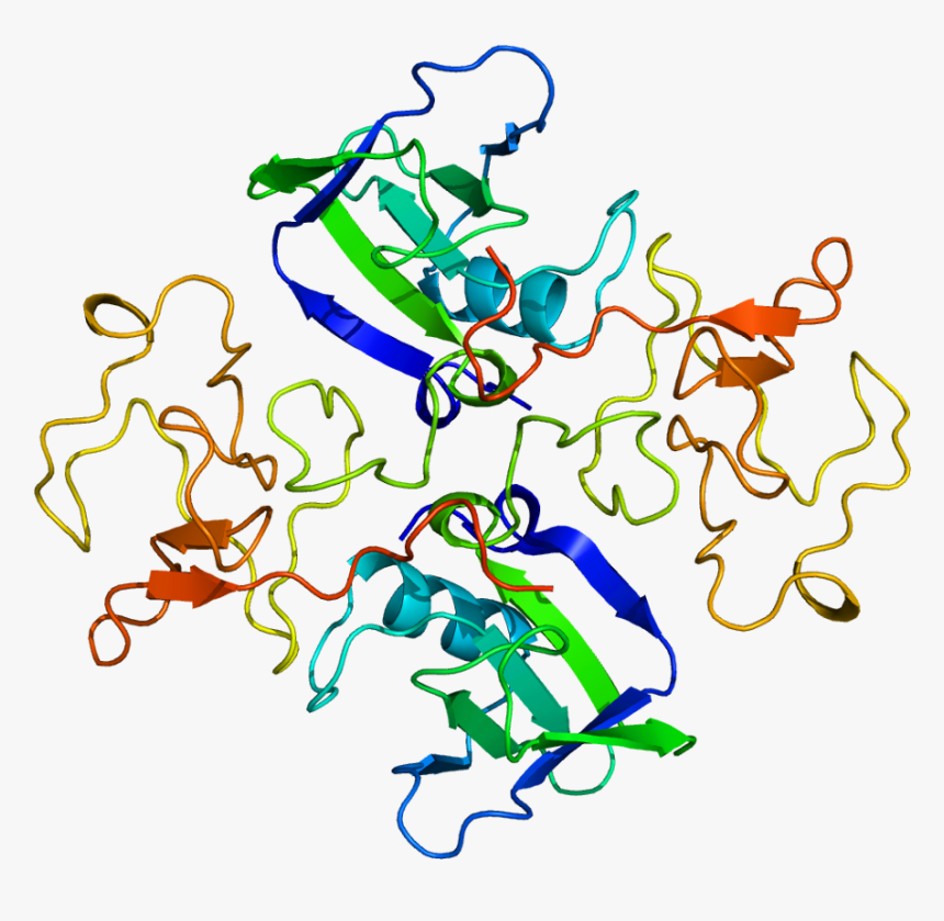 Protein Hgf Pdb 1bht - Hepatocyte Growth Factor Structure, HD Png Download