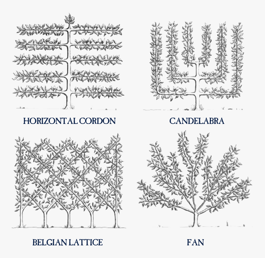 Espalier-transparent - Espalier Trees, HD Png Download