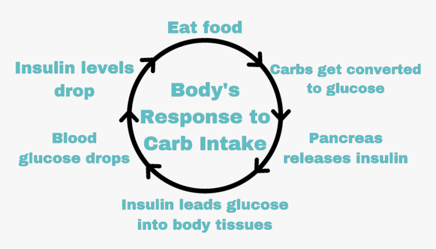 Carb Cycle - Circle, HD Png Download
