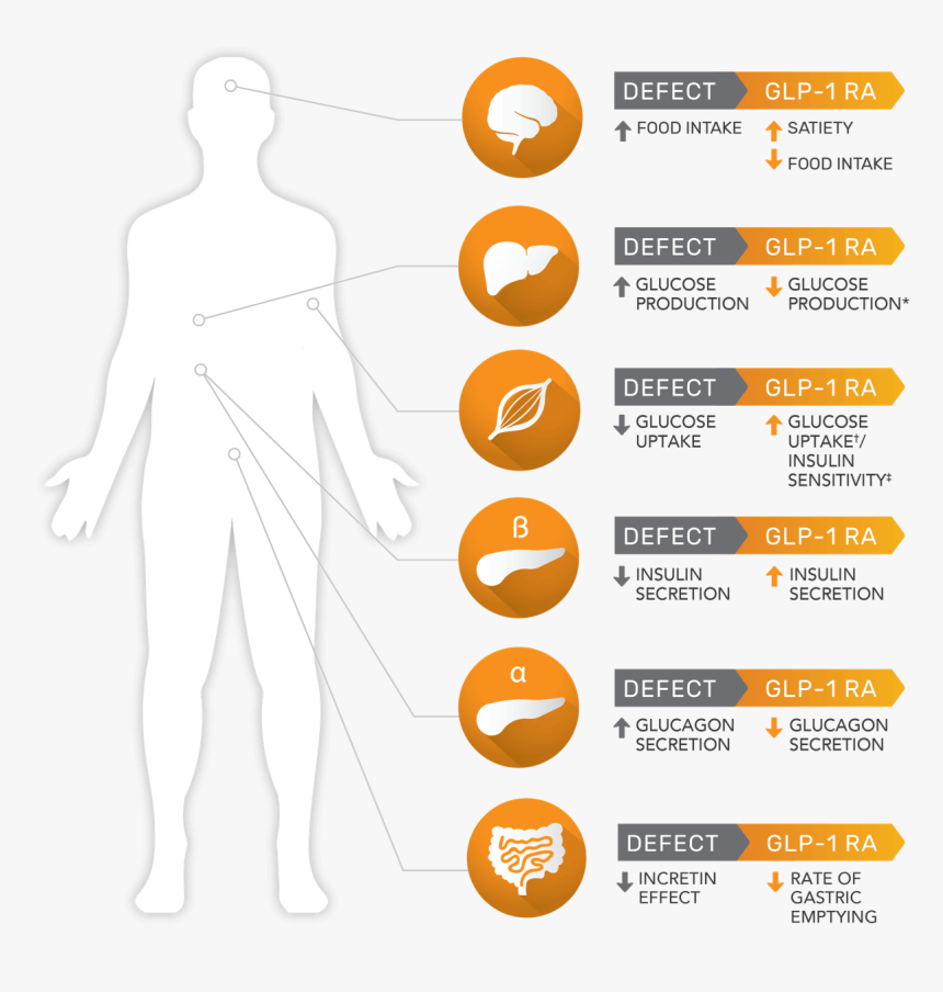 Diagram, HD Png Download