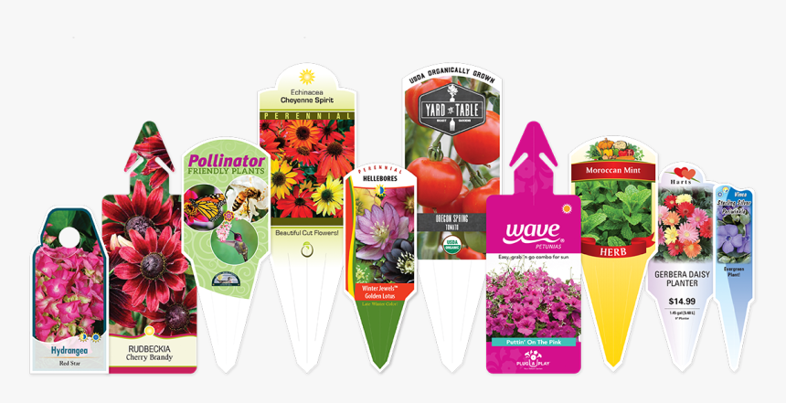 African Daisy, HD Png Download