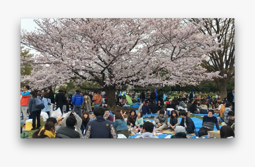 Cherry Blossom, HD Png Download