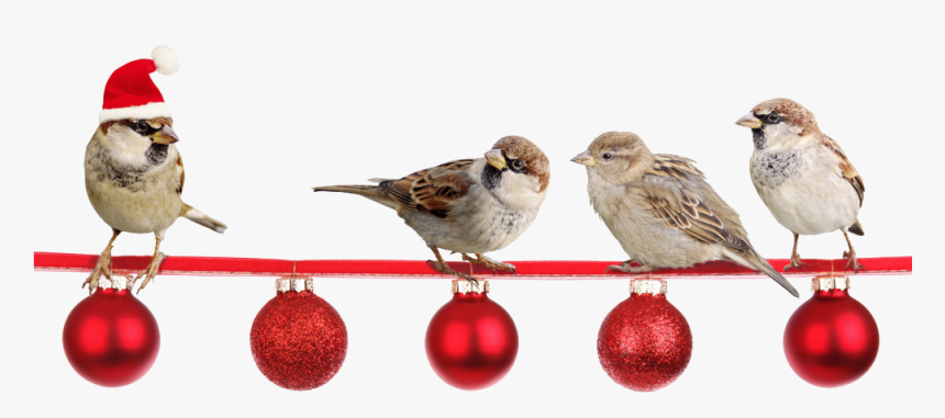 Peacham Corner Guild Annual Christmas Show - Christmas Sparrows, HD Png Download