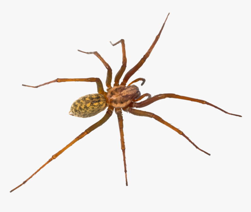 Hr Spiders - Hobo Spider Utah Spiders, HD Png Download