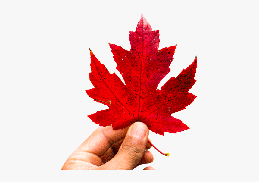 Canada Maple Leaf Png, Transparent Png
