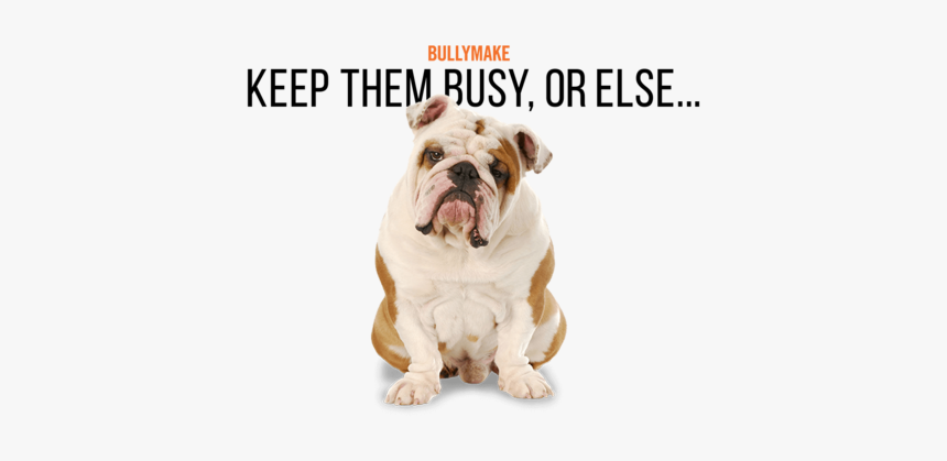 White English Bulldog, HD Png Download