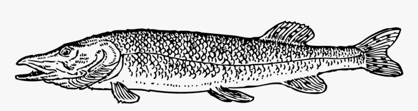 Pike Clipart, HD Png Download