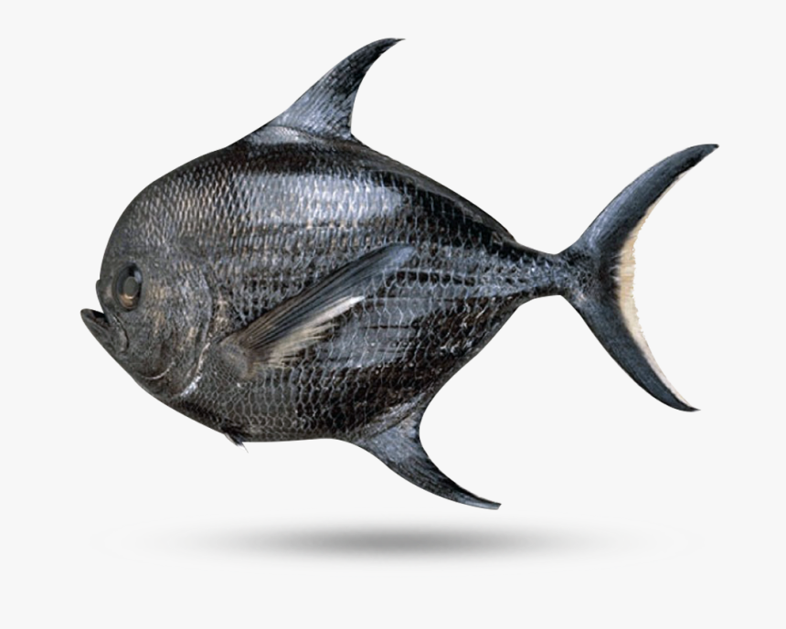 Monchong - Kala Paplet, HD Png Download