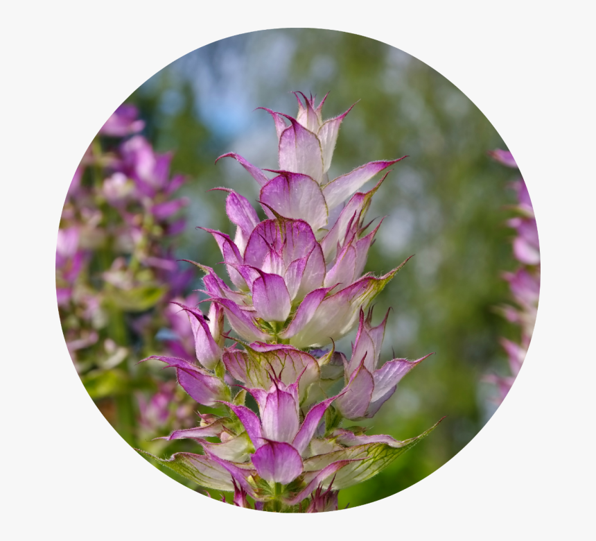 Clary Sage Free, HD Png Download