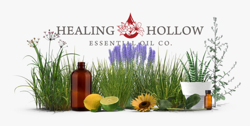 English Lavender, HD Png Download