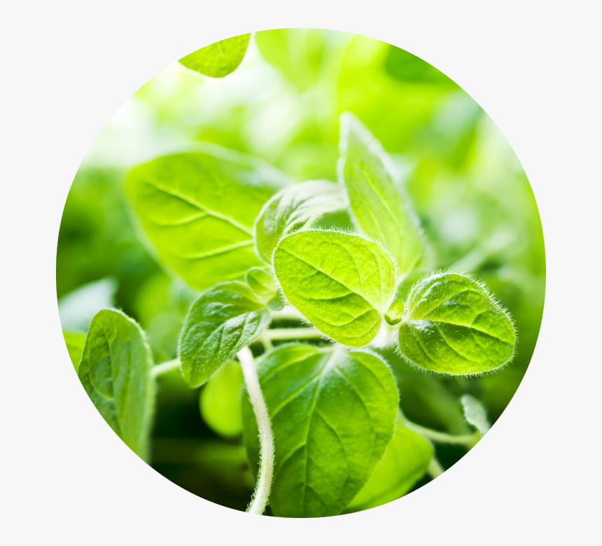 Oregano Essential Oil, HD Png Download