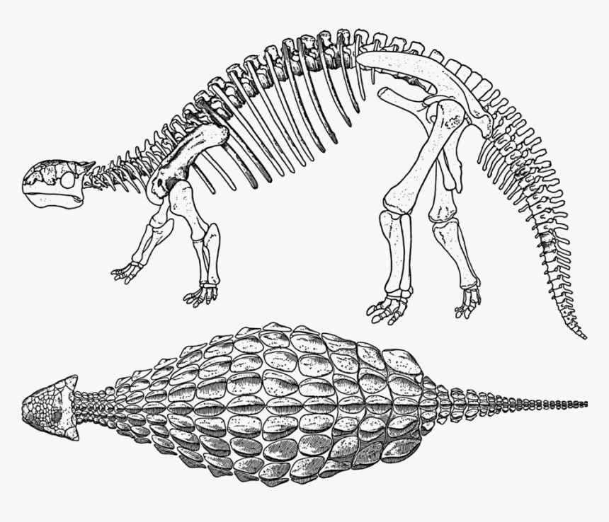 Line Art,reptile,skeleton - Black And White Dinosaur Drawing, HD Png Download