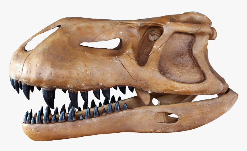 Skull, HD Png Download