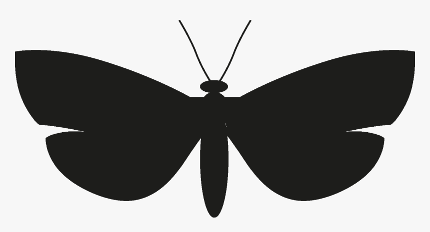 Insects Set [silhouette] Png - Net-winged Insects, Transparent Png