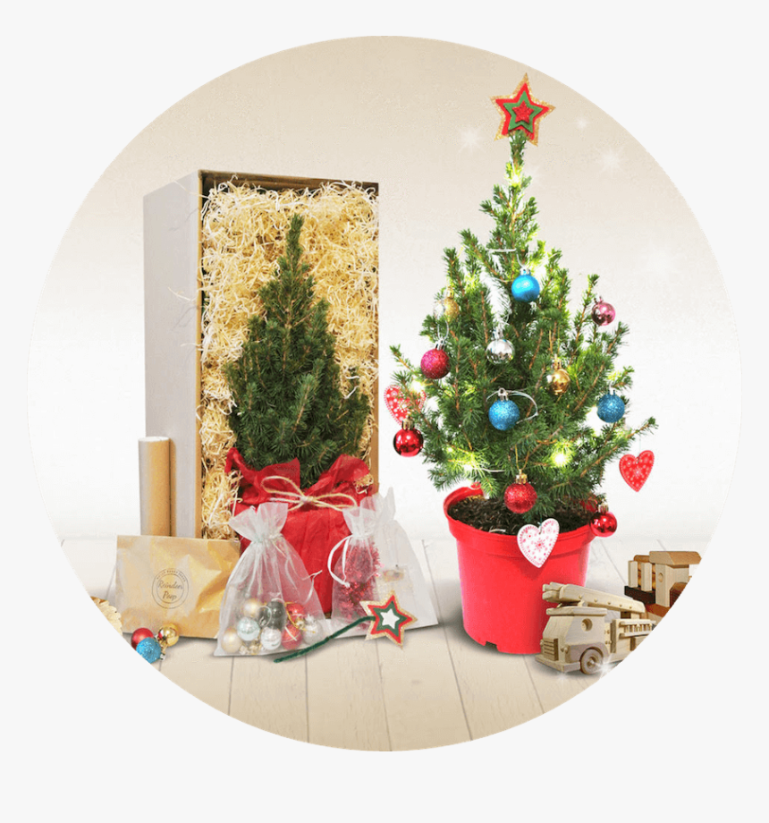 Data Src //cdn Mini Real Christmas Tree Post, HD Png Download