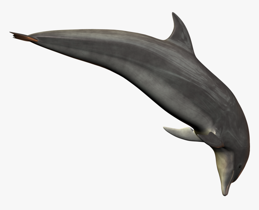 Silver Bottlenose Dolphin Jumping Png Image - Bottlenose Dolphin Dolphin Transparent Background, Png Download