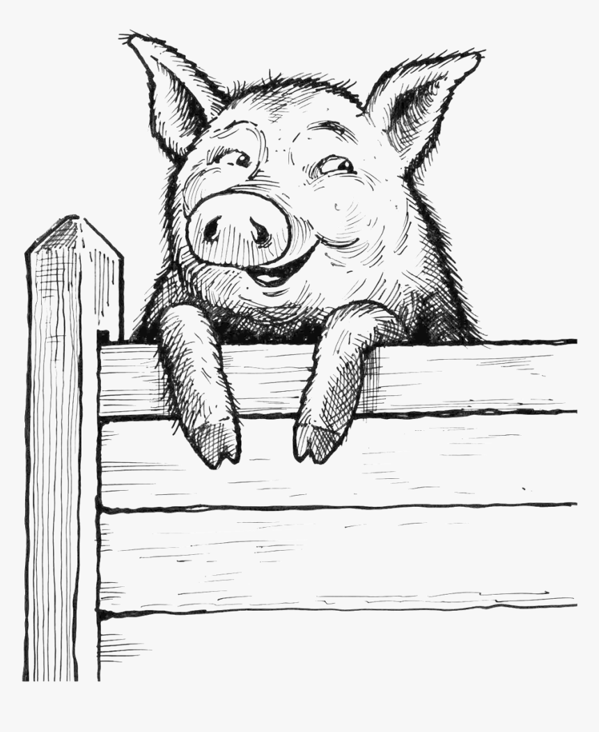 Saxbys Pig On Fence - Pig On Fence Drawing, HD Png Download