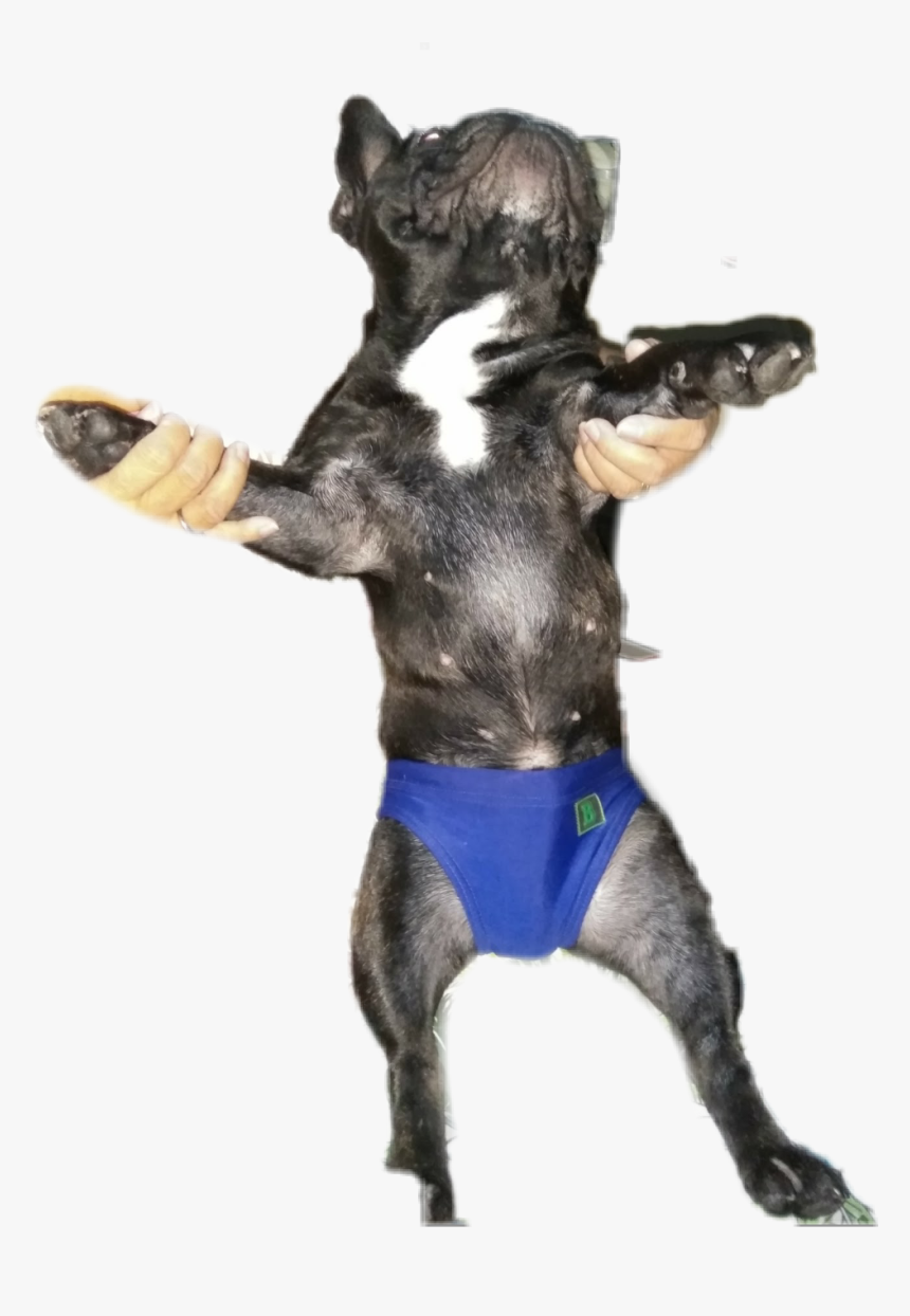 Dog Catches Something, HD Png Download