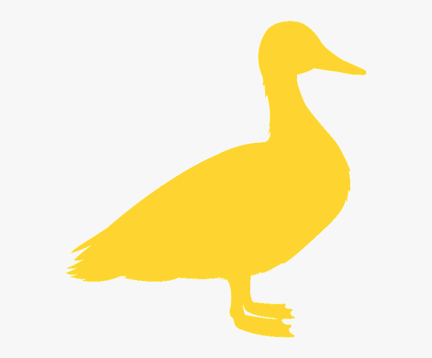 Duck, HD Png Download
