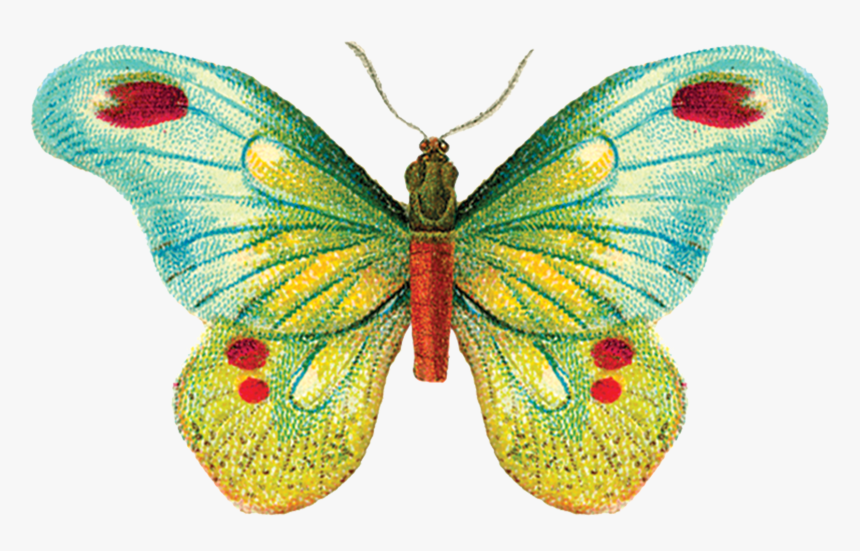 Tattly, HD Png Download