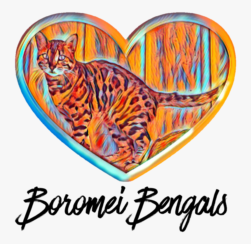 Img-5733 - Ocelot, HD Png Download , Transparent Png Image - PNGitem