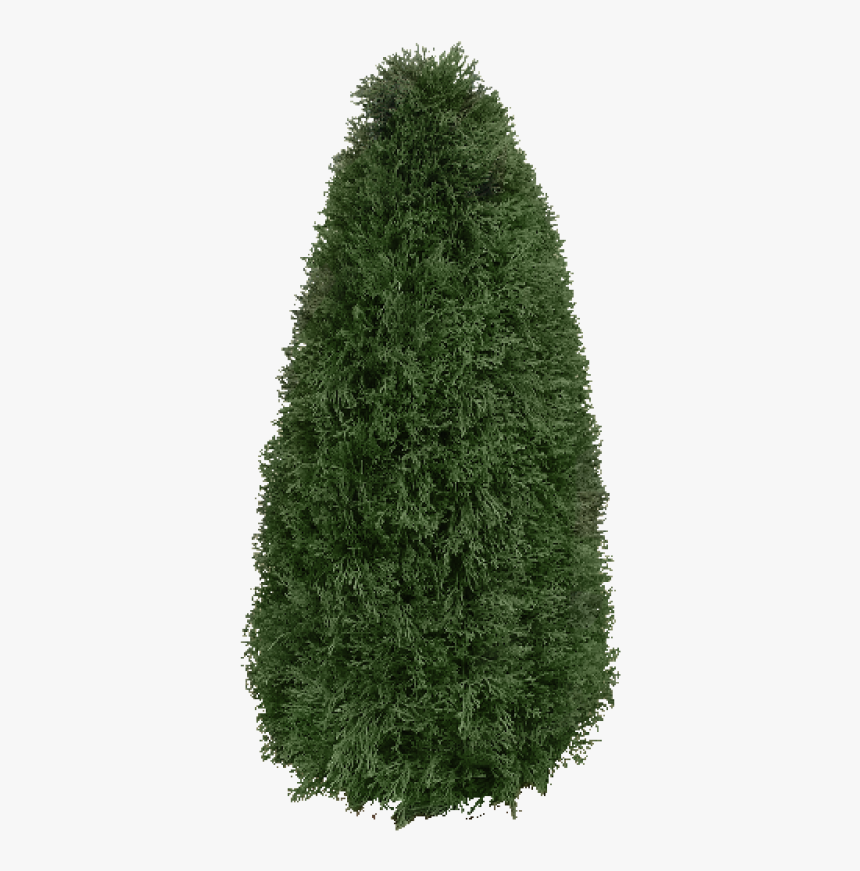 Christmas Tree, HD Png Download