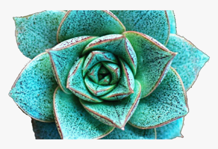 Flower Crown Clip Art Tumblr, HD Png Download