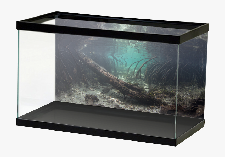 Fresh-salt Mangroveroots2 - Sunset Aquarium Background, HD Png Download