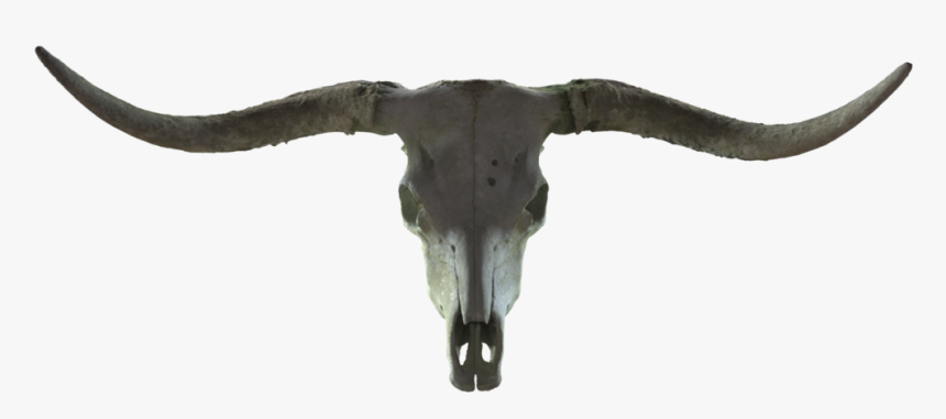 Longhorn, HD Png Download