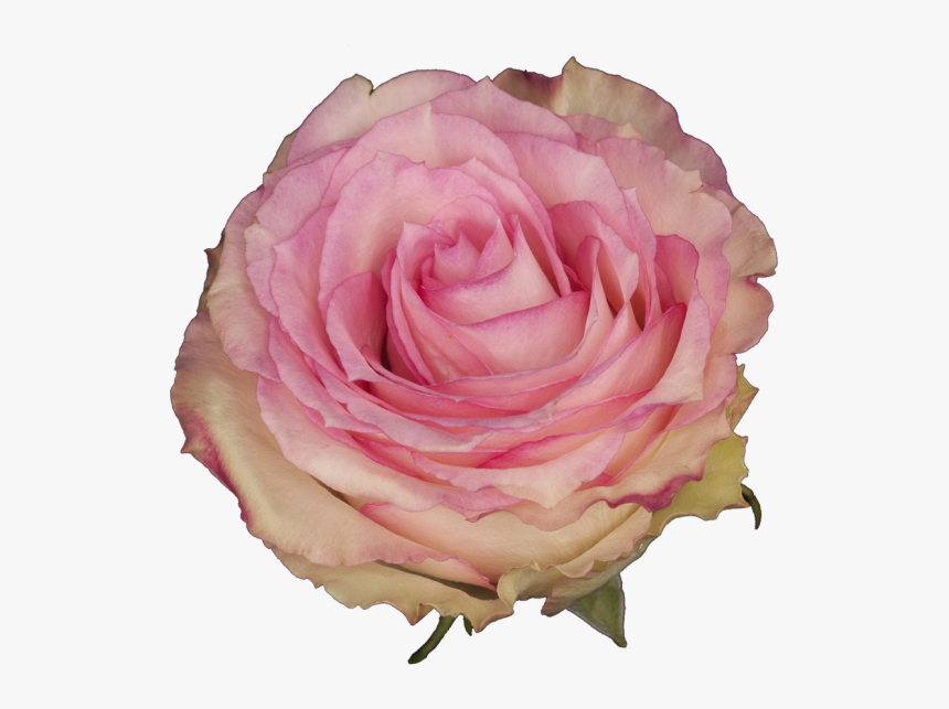 Floribunda, HD Png Download