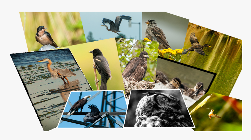 Myna, HD Png Download