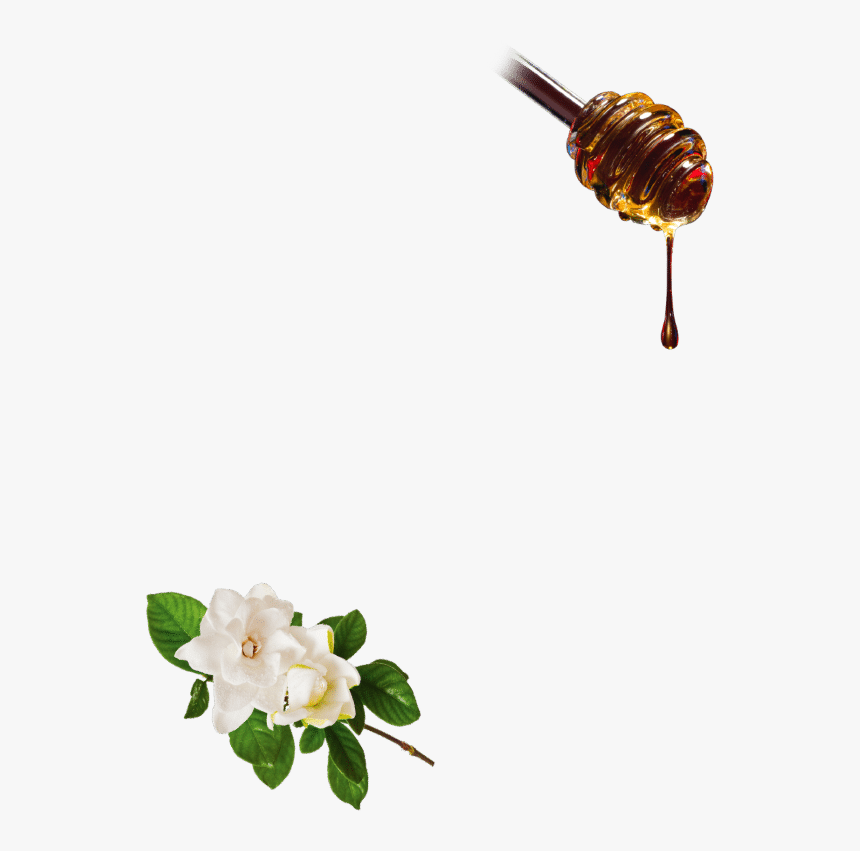 Gardenia, HD Png Download