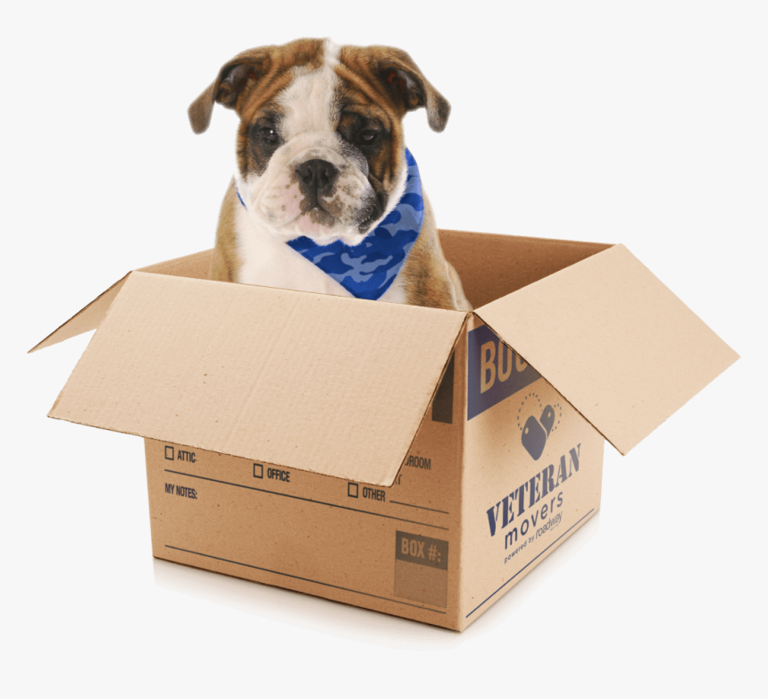 Veteran Mover S Dog - Dog, HD Png Download