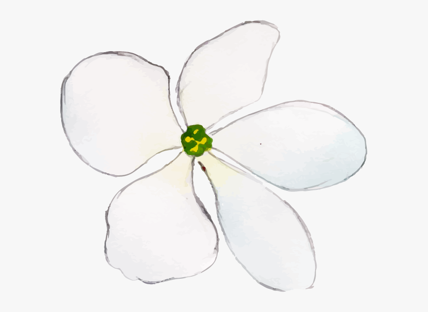 Gardenia, HD Png Download