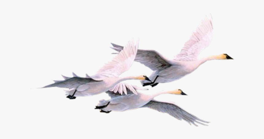 #pajaros #pajaro #swan #swans #gooses #geese #duck - Swans, HD Png Download