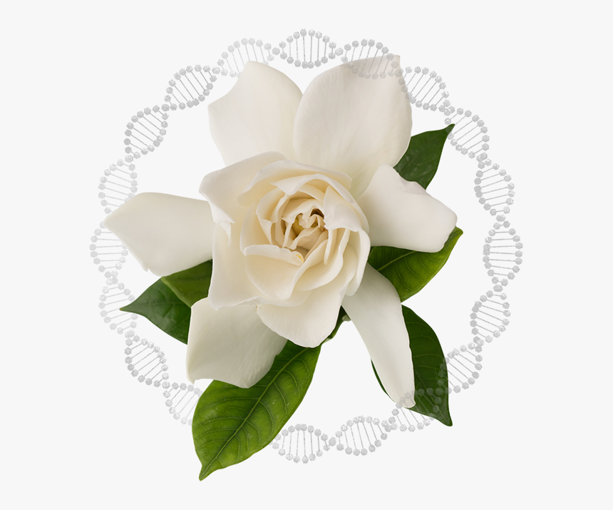 Featured Ingredients Img, HD Png Download