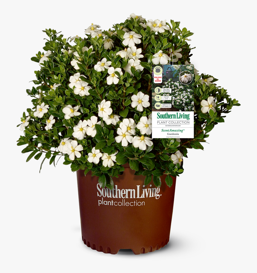 Gardenia Scentamazing™ - Plants, HD Png Download