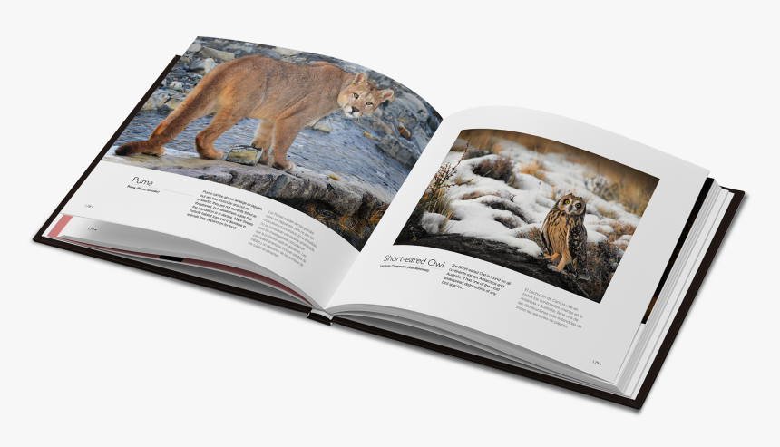 Photography Book Inside Fonts, HD Png Download