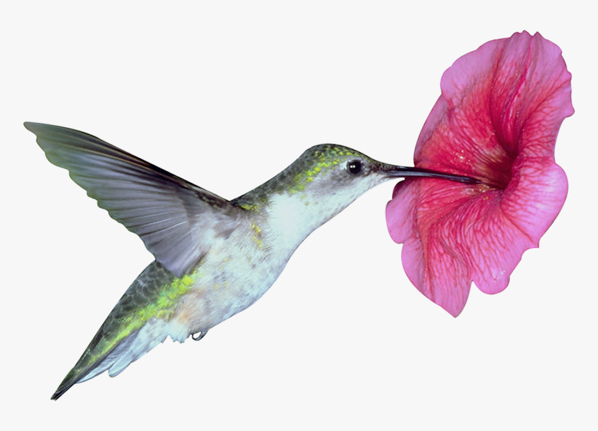 تحميل Cambridge Advanced Learner's Dictionary 4th Edition, HD Png Download