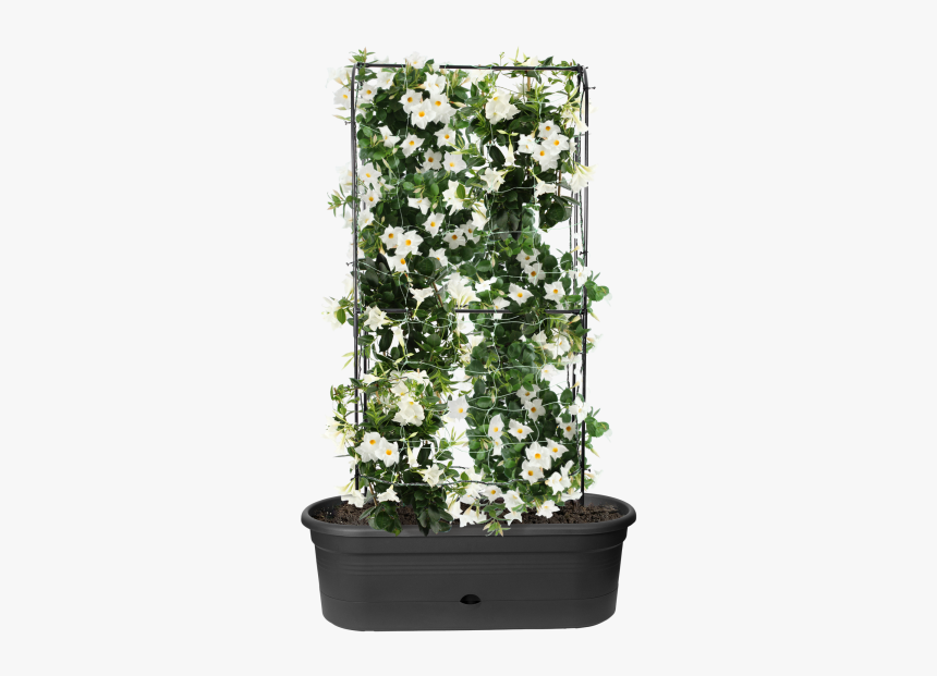 Flowerpot, HD Png Download